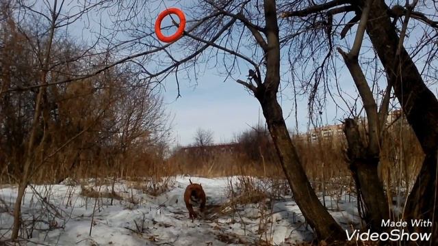 Активная Прогулка с Ам стаффом смотреть онлайн
