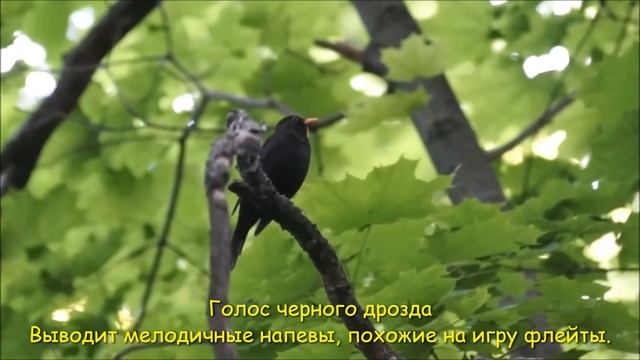 «Школа юного исследователя. Изучение птиц родного края. Кормушка для птиц» смотреть онлайн