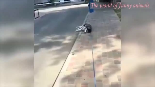 Котики и кошки ,а также и собаки. Новые приколы с домашними животными.