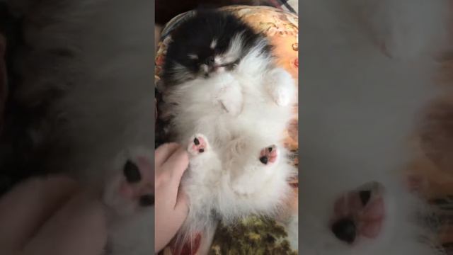 Милый шпиц Елисей. Редкий окрас. Красивые лапки смотреть онлайн