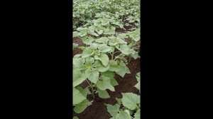 Подсолнечник Кречет (Clearfield) 21.06.2023