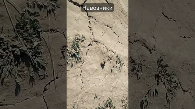 Жуки навозники катают шарик. смотреть онлайн