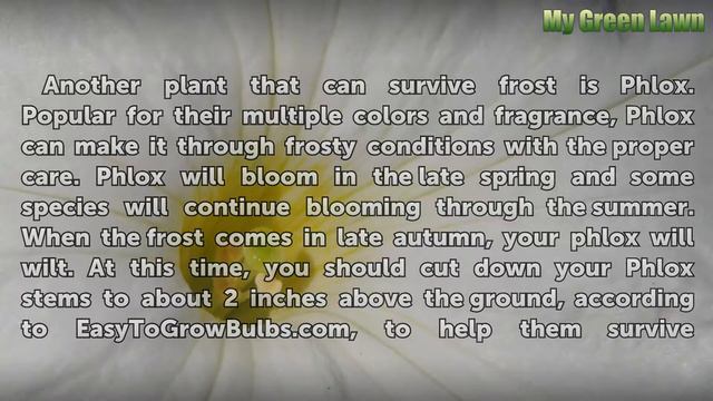 Plants & Flowers That Can Survive Frost смотреть онлайн
