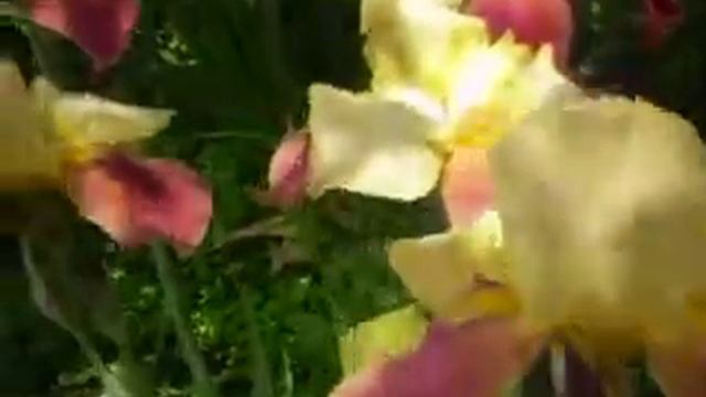 ирисы 2 смотреть онлайн