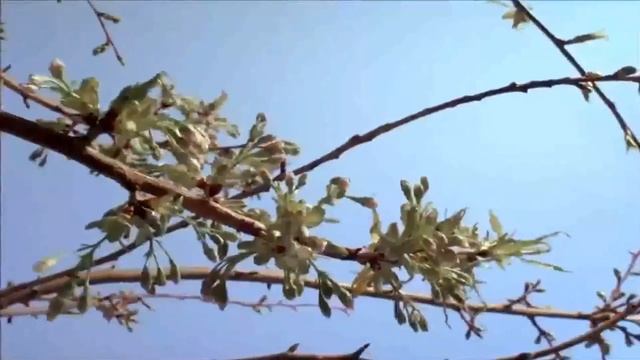 "Дорожите счастьем". Эдуард Асадов. Создание видео и прочтение - Наталья Варгас. смотреть онлайн