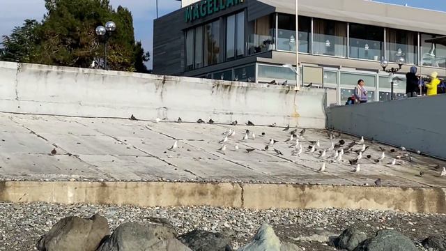 13.12.2022. Погода в Сочи в декабре. Смотри на Чёрное море каждый день. смотреть онлайн