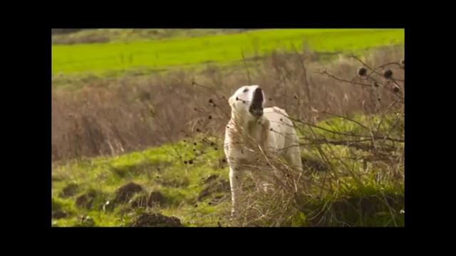 Планета собак ? Моя планета - Грузинская горная собака ? НАГАЗИ смотреть онлайн