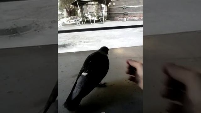 ПРИКОЛ Ручной голубь, кушает семечки, прикол смотреть онлайн