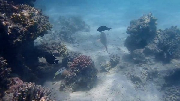 Coral Beach Resort Hurghada Reef