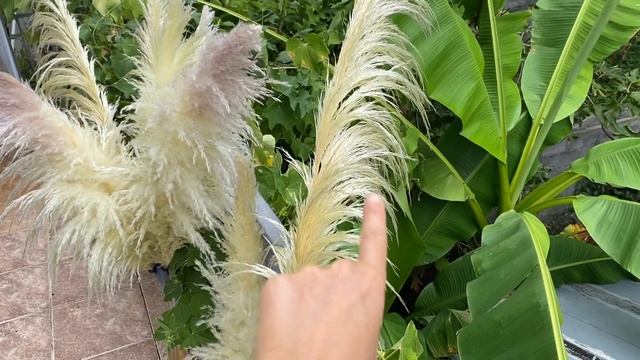 Картадерия-Пампасная Трава 250-300₽ отправка по России смотреть онлайн