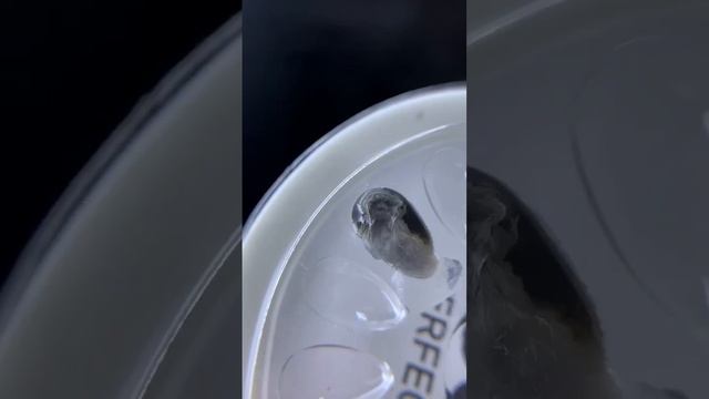 Гасим клей карбонатом калия? смотреть онлайн