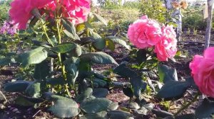 АПТАУН ГЁЛ РОЗА ФЛОРИБУНДА