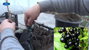 ЧЁРНАЯ СМОРОДИНА, КАК СОХРАНИТЬ САЖЕНЦЫ ЗИМОЙ.