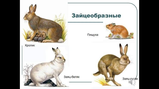 Биология, 8 класс: Многообразие млекопитающих