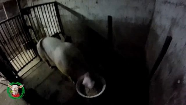 Козы самые умные животные смотреть онлайн