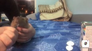 Как дать крысе АНТИБИОТИК! Лечение крысы!