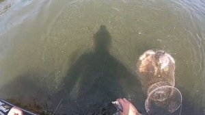 Сом на шайбу. Рыбалка на Волге