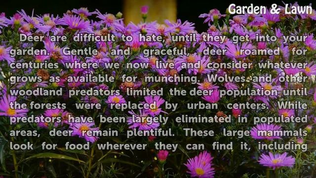 Is Trachelospermum Asiaticum Deer Resistant? смотреть онлайн