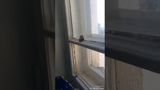 Милая бабочка. Бабочная песня. смотреть онлайн