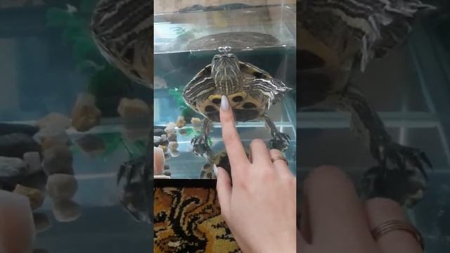 Красноухие черепахи ? домашние питомцы ? смотреть онлайн