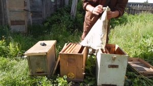 Как поймать пчел. Готовлю ловушки для бродячих роев.