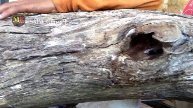 BESAR..! lLuar biasa sungguh,kayu Jati Monster pilihan berkualitas terbaik Galih nya super dahsyat смотреть онлайн