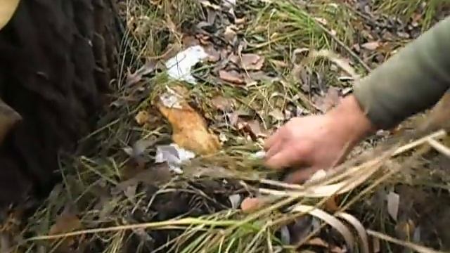 Гриб вешенка в природе. смотреть онлайн