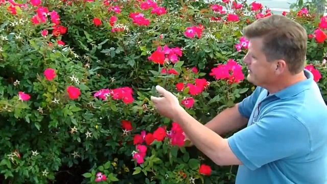 Knock Out Rose смотреть онлайн