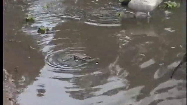 Pelicans trying to eat terrapins (turtles) смотреть онлайн