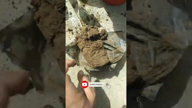 CROTON,CLIPA,POLYSCIAS FRUTICOSA | INDOOR PLANT | POT PLANT смотреть онлайн