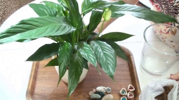 Спатифилиум/Spathiphyllum уход в домашних условиях
