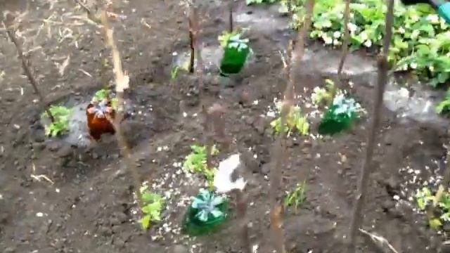 Первый ПОЛИВ РАССАДЫ РАННИХ ПОМИДОР