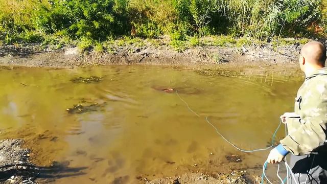 Cast Net!Карась прет! Кастинговая сетка!! Большой улов!!! В ПОИСКАХ САЗАНА! Карась патруль! смотреть онлайн