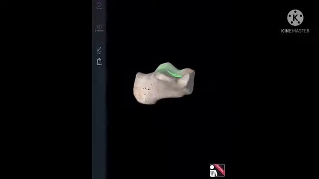 Lower extremity anatomy part 1 смотреть онлайн