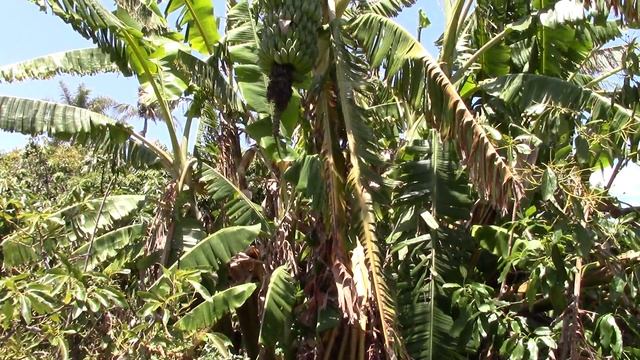 Huge banana Tree unknown type смотреть онлайн