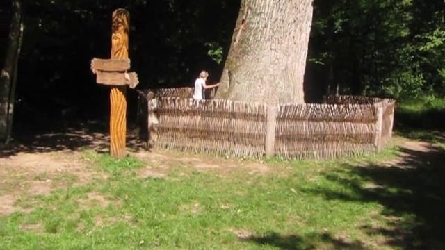 Дуб-патриарх в Беловежской пуще, излечивающий людей смотреть онлайн