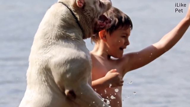 Американский бульдог О породе на iLikePet смотреть онлайн