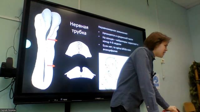 Нейробиология. Лекция 29. Эмбриогенез смотреть онлайн