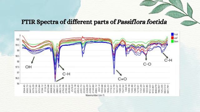 Rapid Method: Determination of Chemical Profiles of Passiflora foetida смотреть онлайн