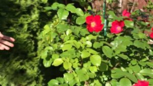 РОЗА РОБУСТА истинная королева сада!