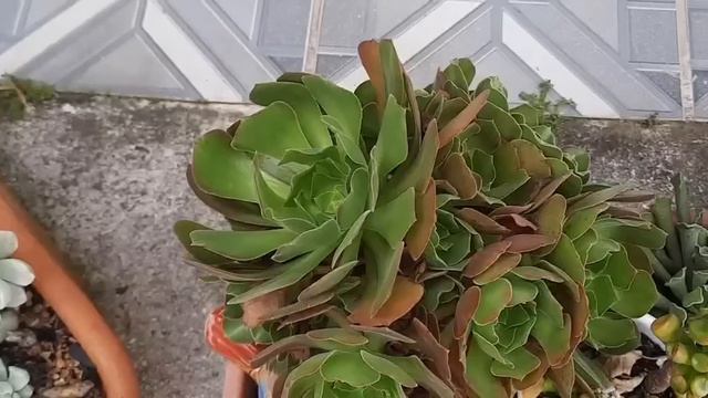 MEUS ARRANJOS DE SUCULENTAS EM BACIAS DE CERAMICA e PIA смотреть онлайн