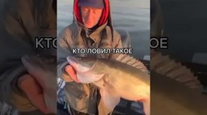 Рыбалка на судака