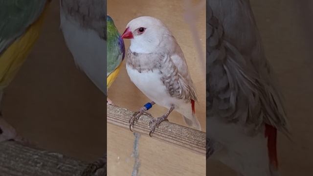 бриллиантовая амадина новое пополнение #птицы #амадины #Stagonopleuraguttata #бриллиантоваяамадина смотреть онлайн