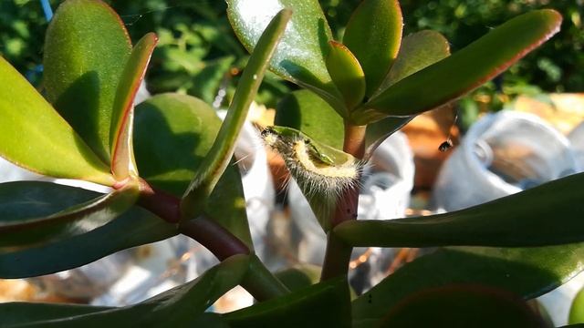 Гусеницы Шелкопряда съели почти все домашние цветы и деревья)) Такие прожорливые... смотреть онлайн