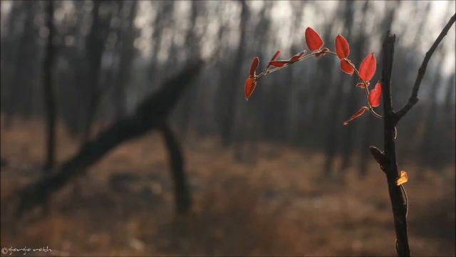 Appassionata - Secret Garden смотреть онлайн