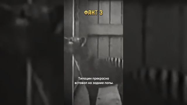 5 фактов о сумчатых волках смотреть онлайн