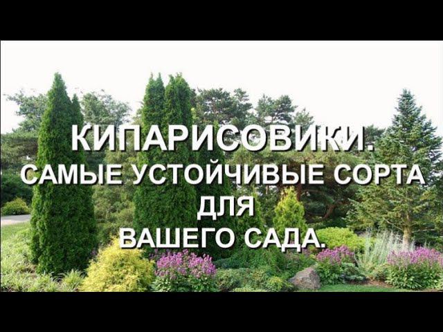 Кипарисовики. Самые устойчивые сорта для вашего сада. смотреть онлайн