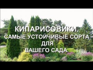 Кипарисовики. Самые устойчивые сорта для вашего сада.