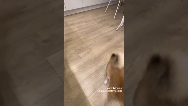 Tupperware jello form new. Želejas forma taisnstūra 3 l. www.twriga.LV смотреть онлайн