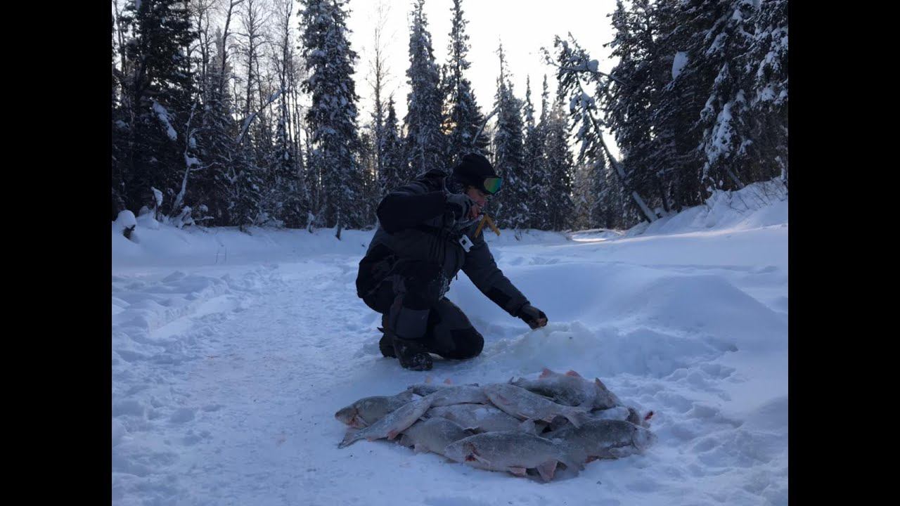 РЫБУ ДАЖЕ ИСКАТЬ НЕ ПРИШЛОСЬ,ТОЛЬКО ОПУСТИЛ МОРМЫШКУ И ПОНЕСЛАСЬ.ЗИМНЯЯ РЫБАЛКА НА ЯМАЛЕ В -30 смотреть онлайн